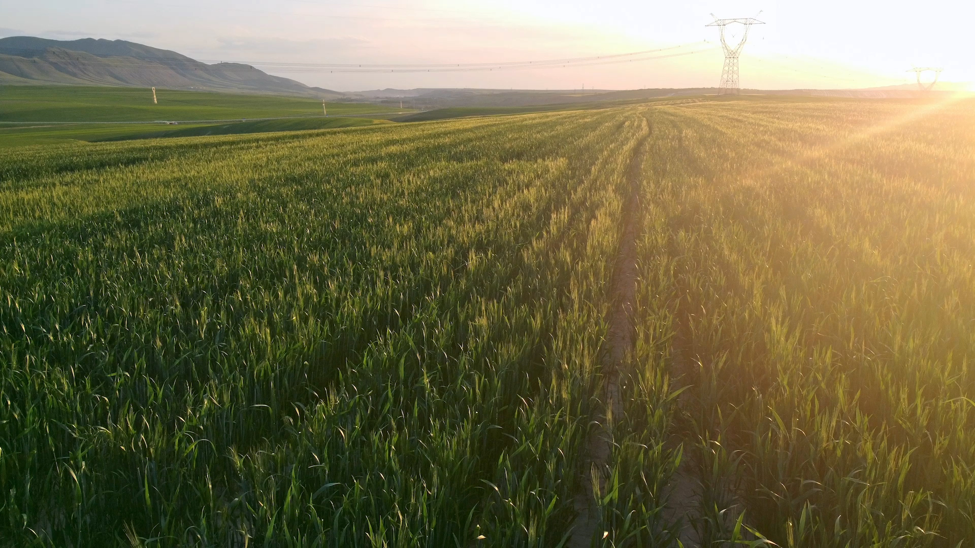 4K航拍农作物阳光下的小麦视频的预览图