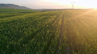 4K航拍农作物阳光下的小麦视频的预览图