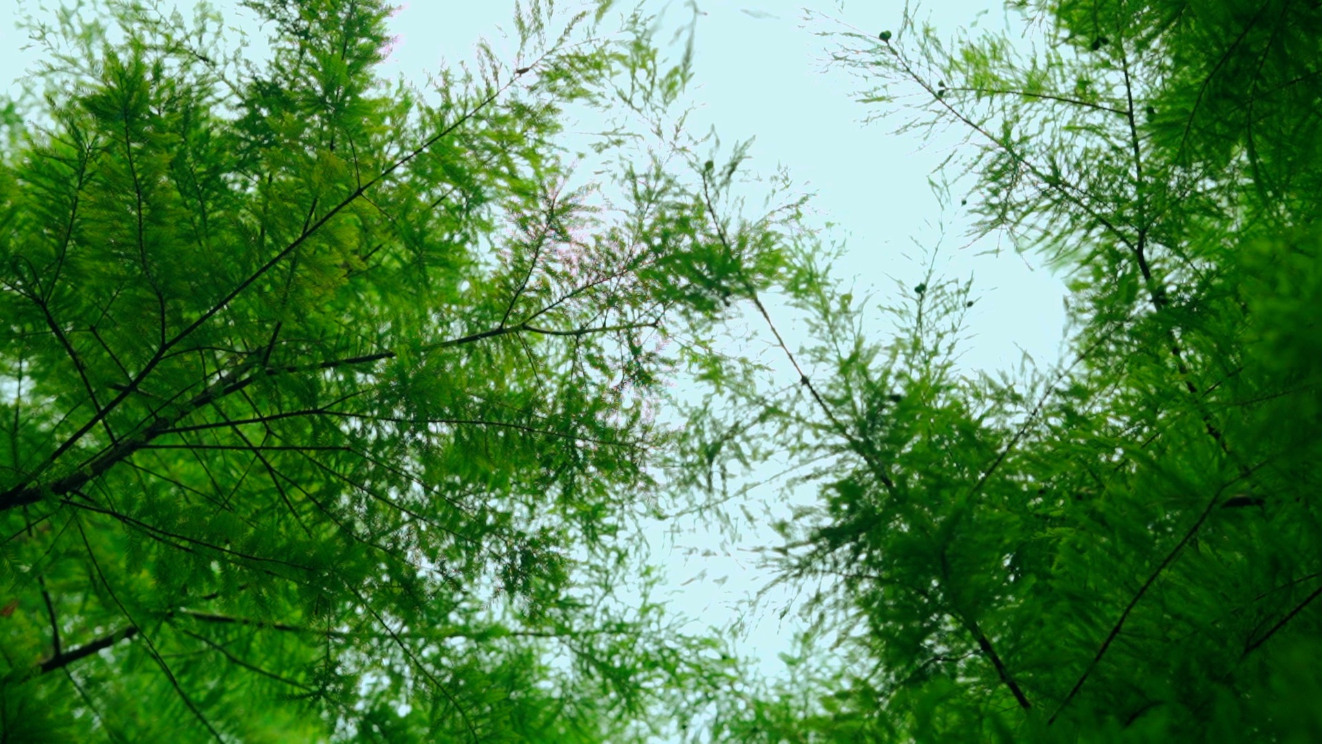 1080清新自然逆光森林仰拍实拍视频视频的预览图