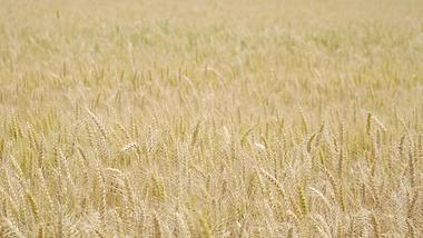 4K实拍丰收秋收农业麦穗成熟小麦风吹麦浪视频的预览图