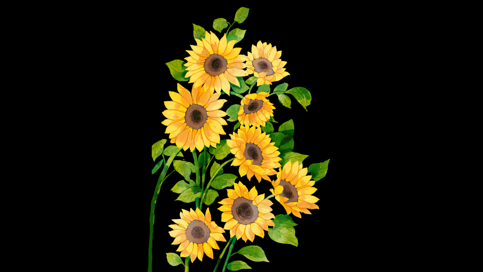 花卉植物向日葵视频的预览图