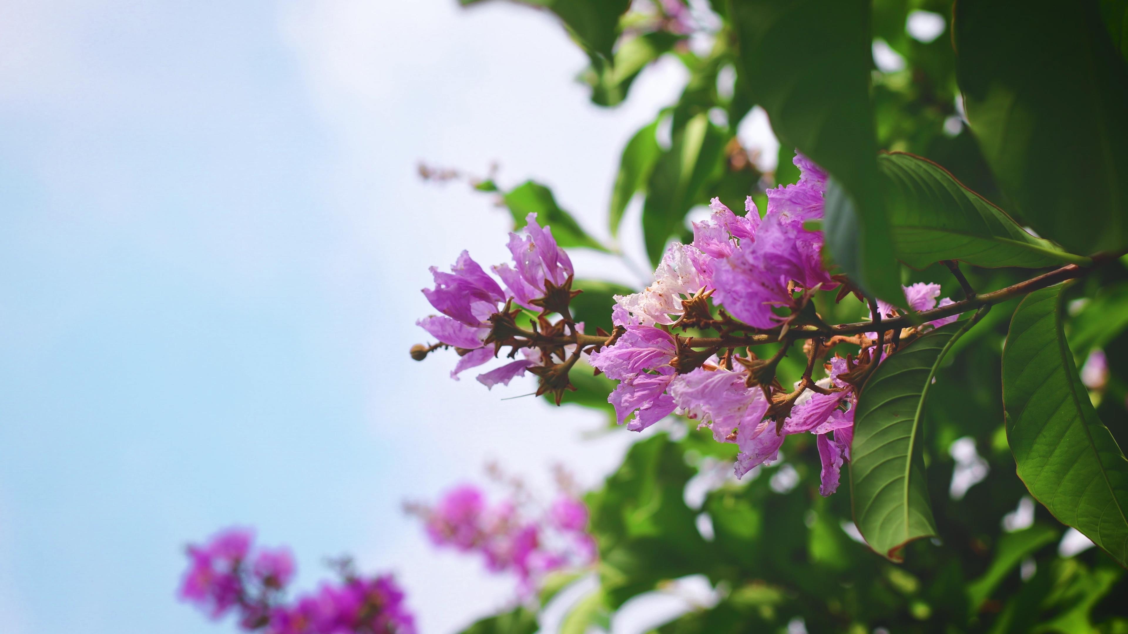 4K实拍蓝天和紫色花朵意境空镜视频的预览图