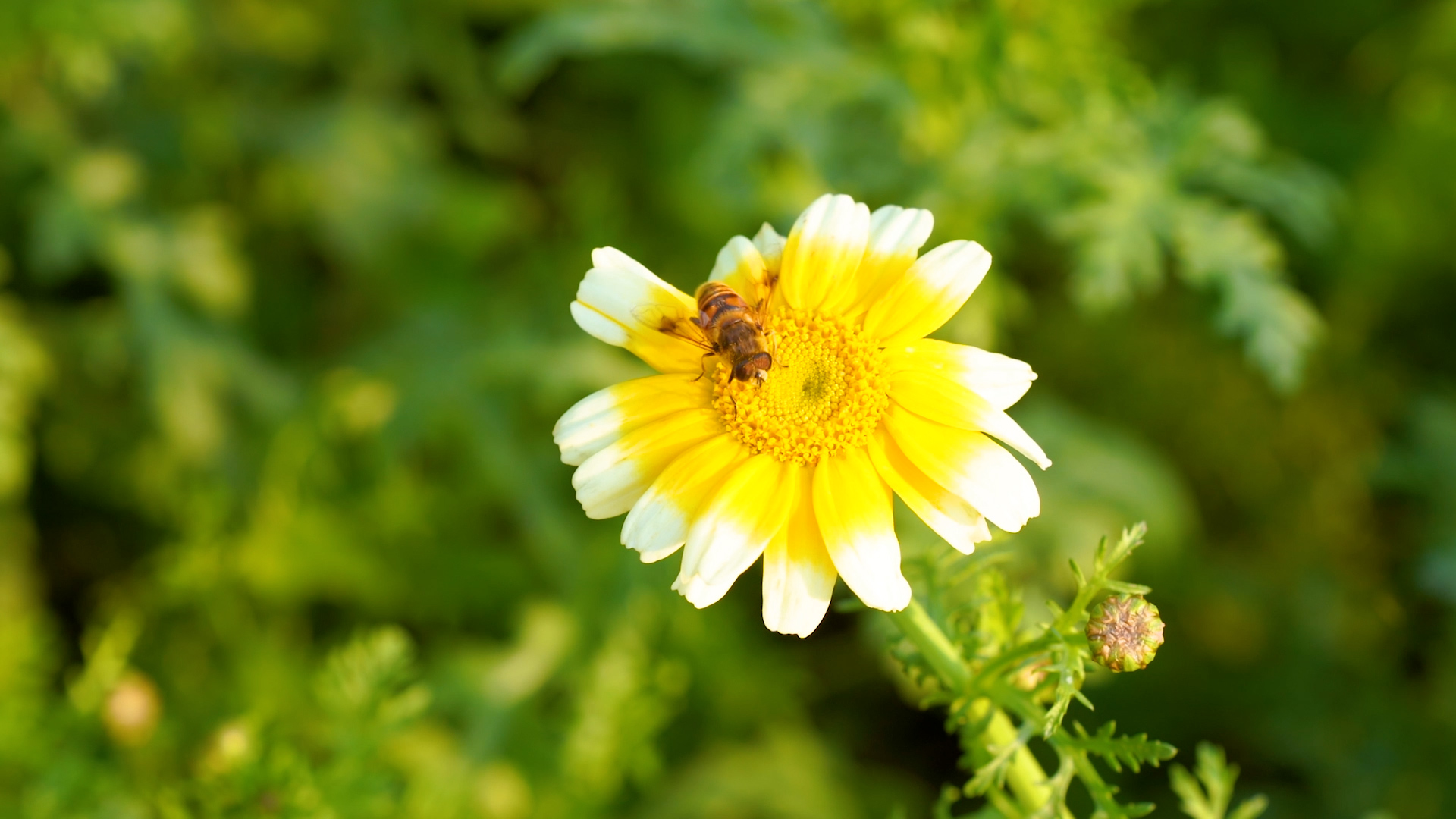 4k实拍夏日小菊花上的蜜蜂特写视频的预览图