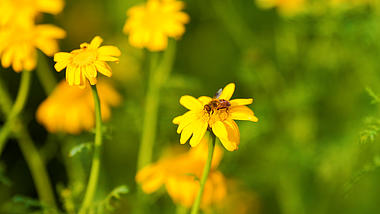 4k实拍阳光下小菊花上的蜜蜂空镜头视频的预览图