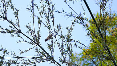 4k实拍夏日竹叶树枝上的小鸟视频的预览图