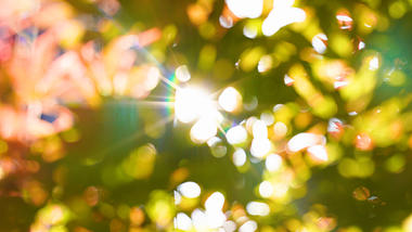 4k实拍唯美夏日阳光透射树叶意境空镜头视频的预览图
