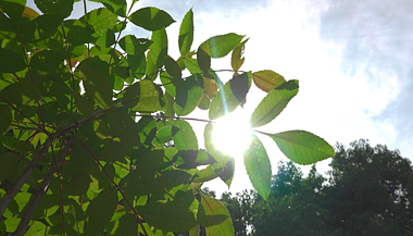 4K逆光拍摄阳光穿过树叶唯美夏日空镜视频的预览图