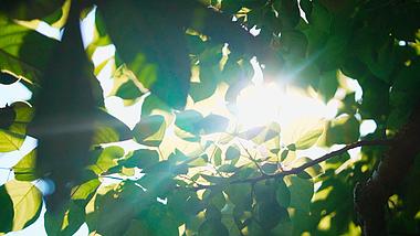 1080唯美光线清新夏季树叶透光逆光实拍视频视频的预览图