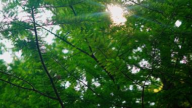 1080唯美夏天红杉树叶逆光空镜视频视频的预览图