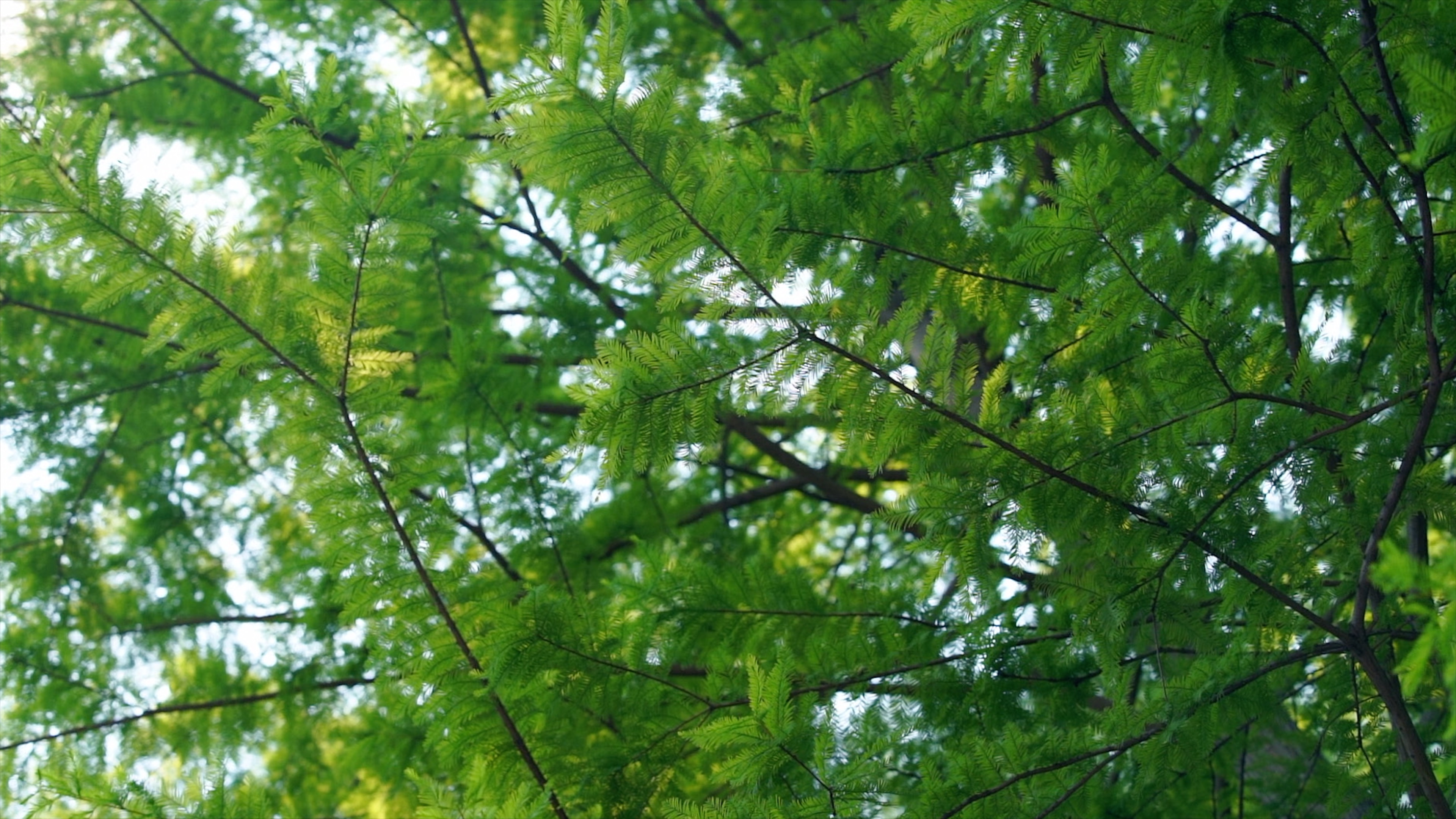 4K旋转仰拍红杉树林树叶绿叶逆光空境实拍视频的预览图