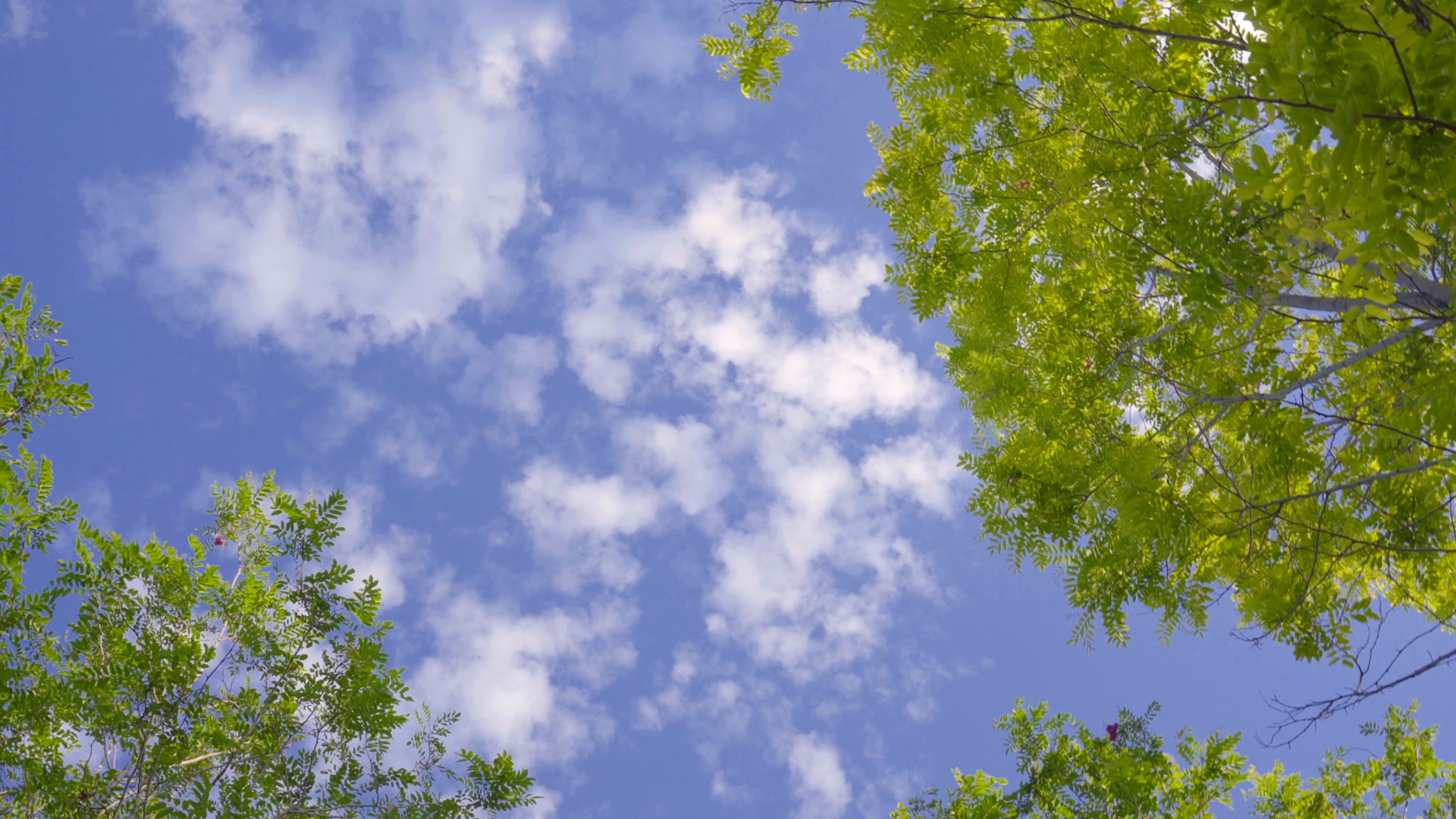 4K夏天旋转仰拍蓝天白云树叶意境空镜视频的预览图