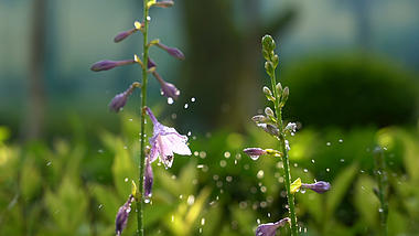 4K实拍夏日唯美逆光喷灌植物花朵光斑空镜视频的预览图