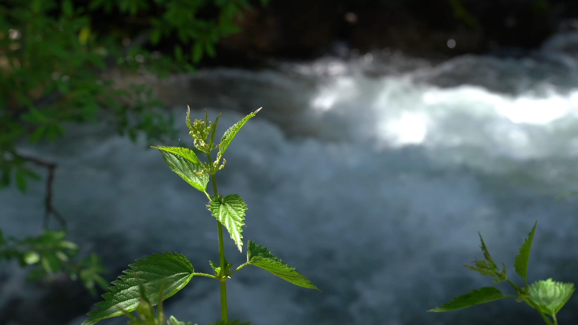 4K祖国山河向前奔腾的河流溪水视频的预览图