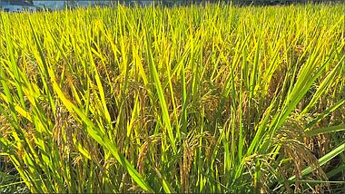 4K实拍水稻成熟稻穗特写农田农业视频的预览图