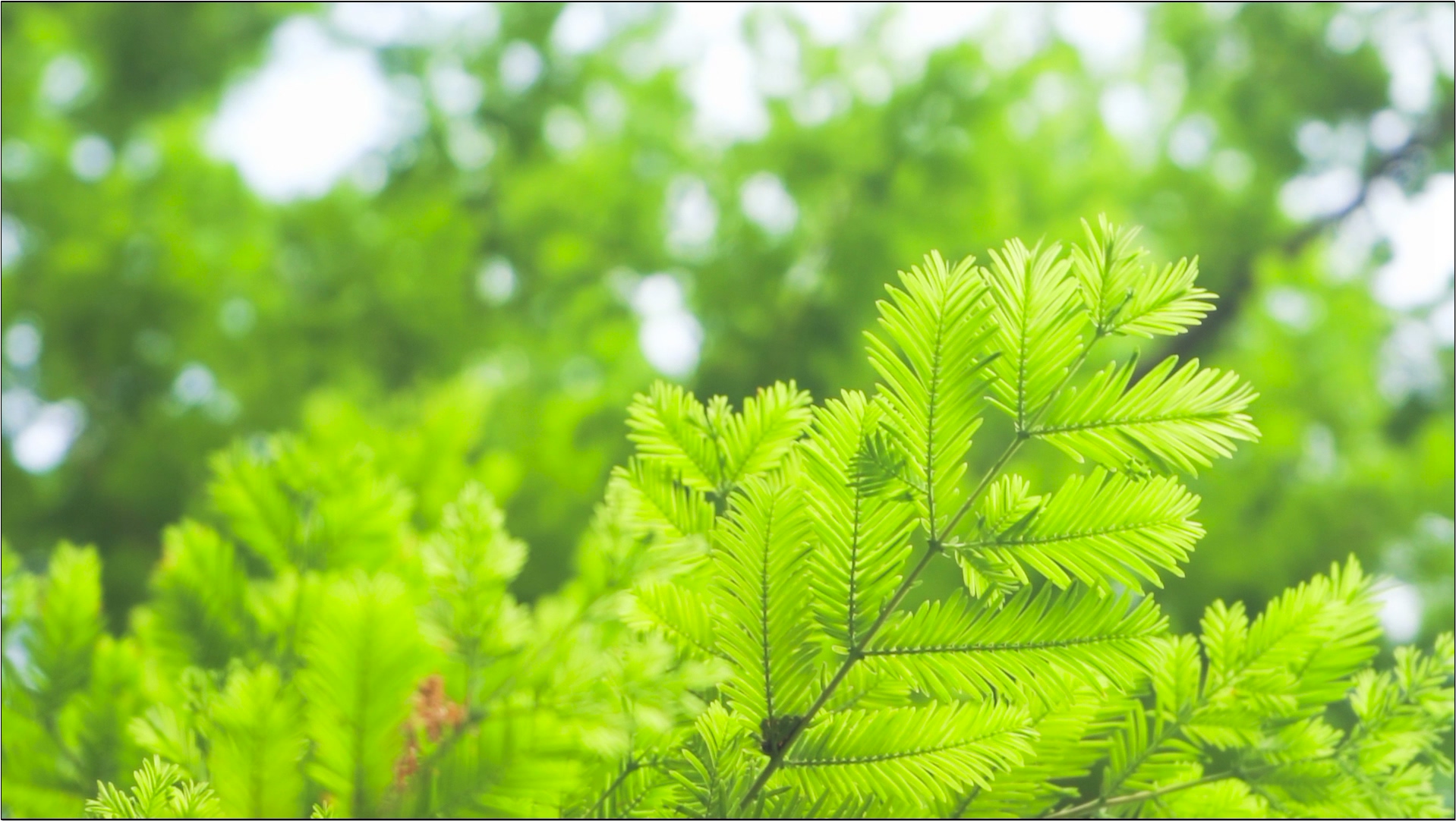 1080P高清实拍夏天水杉树叶随风飘动意境空镜视频的预览图