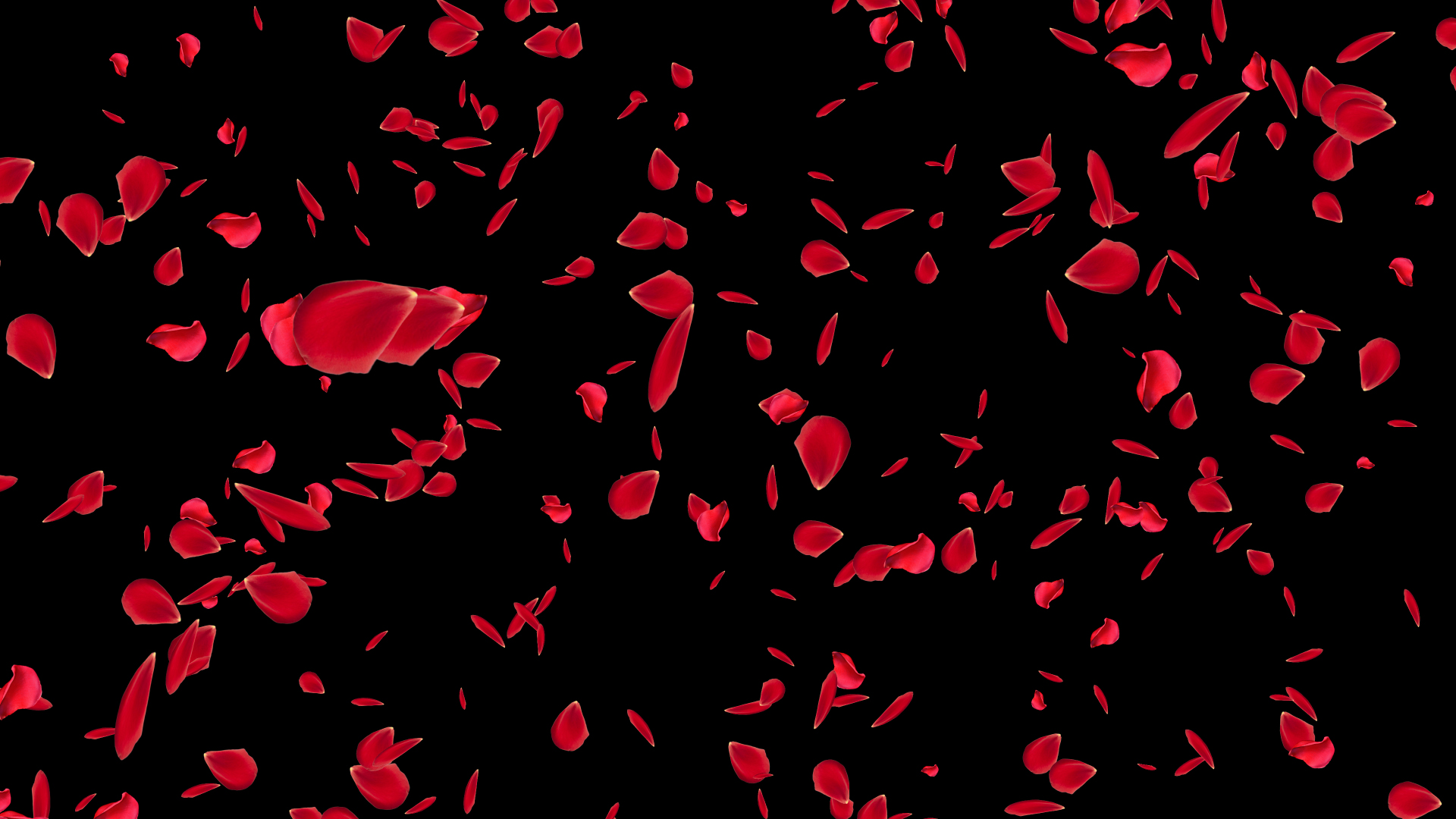 原创七夕情人节玫瑰花花瓣扩散带通道视频模板视频的预览图