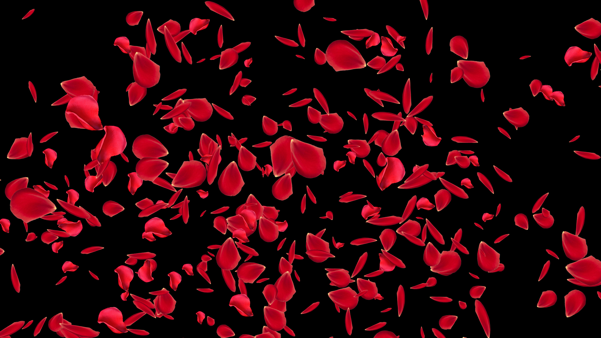 原创七夕情人节玫瑰花玫瑰花瓣炸开带通道视频的预览图