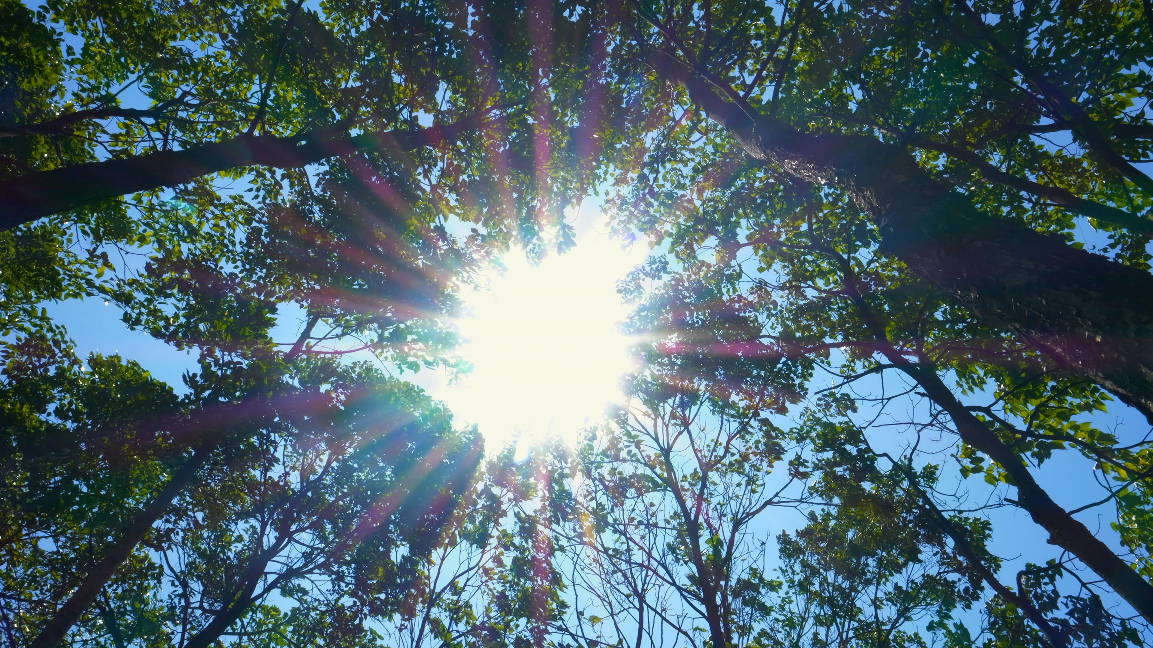 4K拍摄森林阳光透射丁达尔光意境视频的预览图