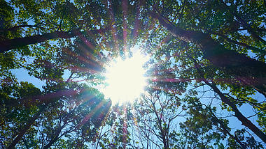 4K拍摄森林阳光透射丁达尔光意境视频的预览图