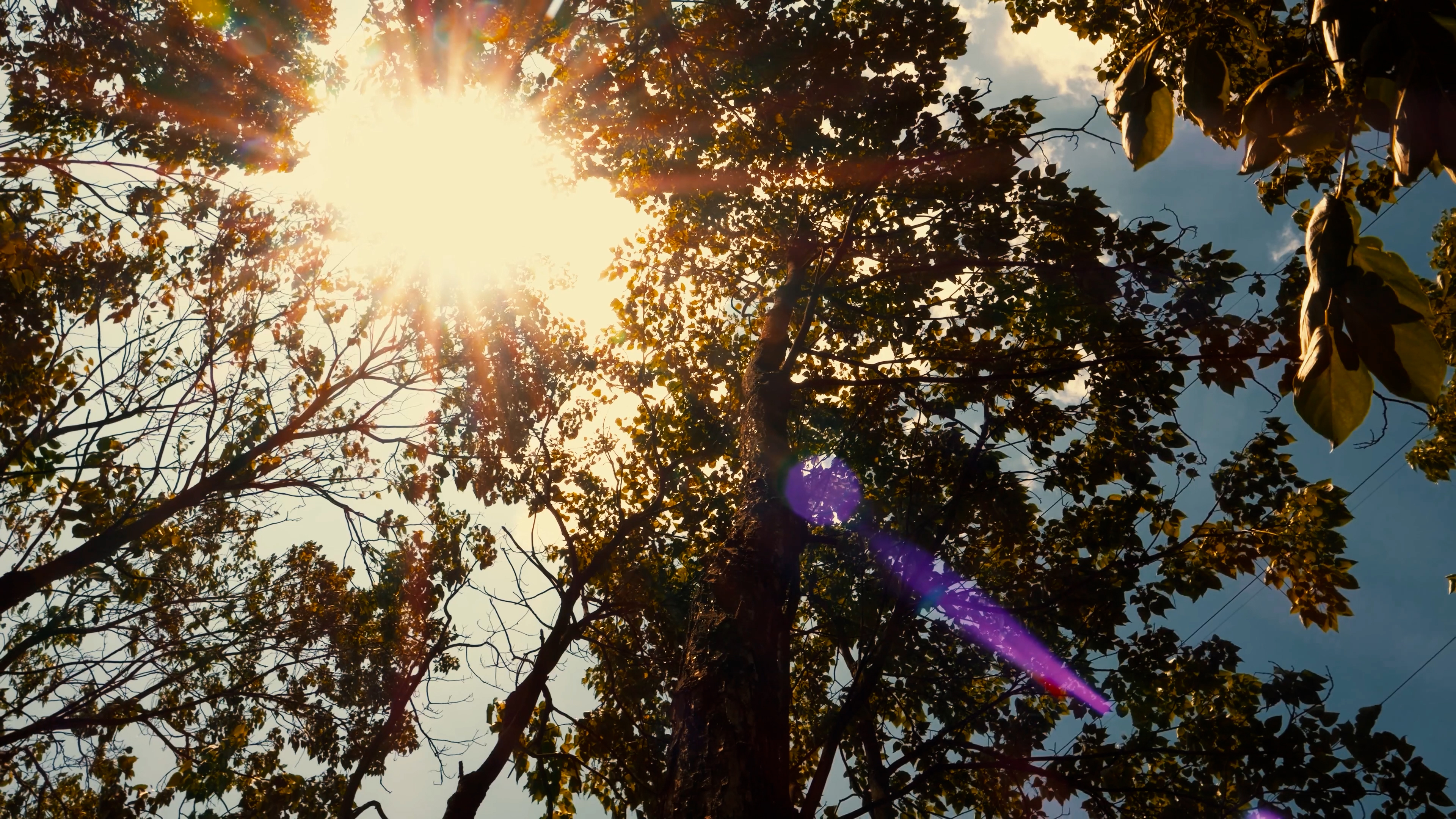 4K旋转拍摄金色阳光照射透过树林意境视频的预览图