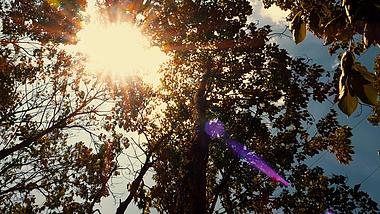 4K旋转拍摄金色阳光照射透过树林意境视频的预览图
