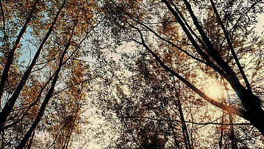 4K移动拍摄金色阳光透过树林意境视频的预览图