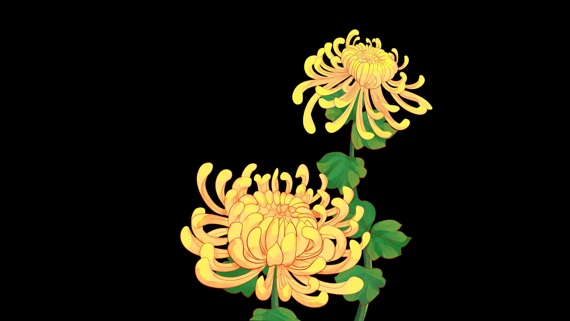 国潮重阳节菊花花朵花黄色视频的预览图
