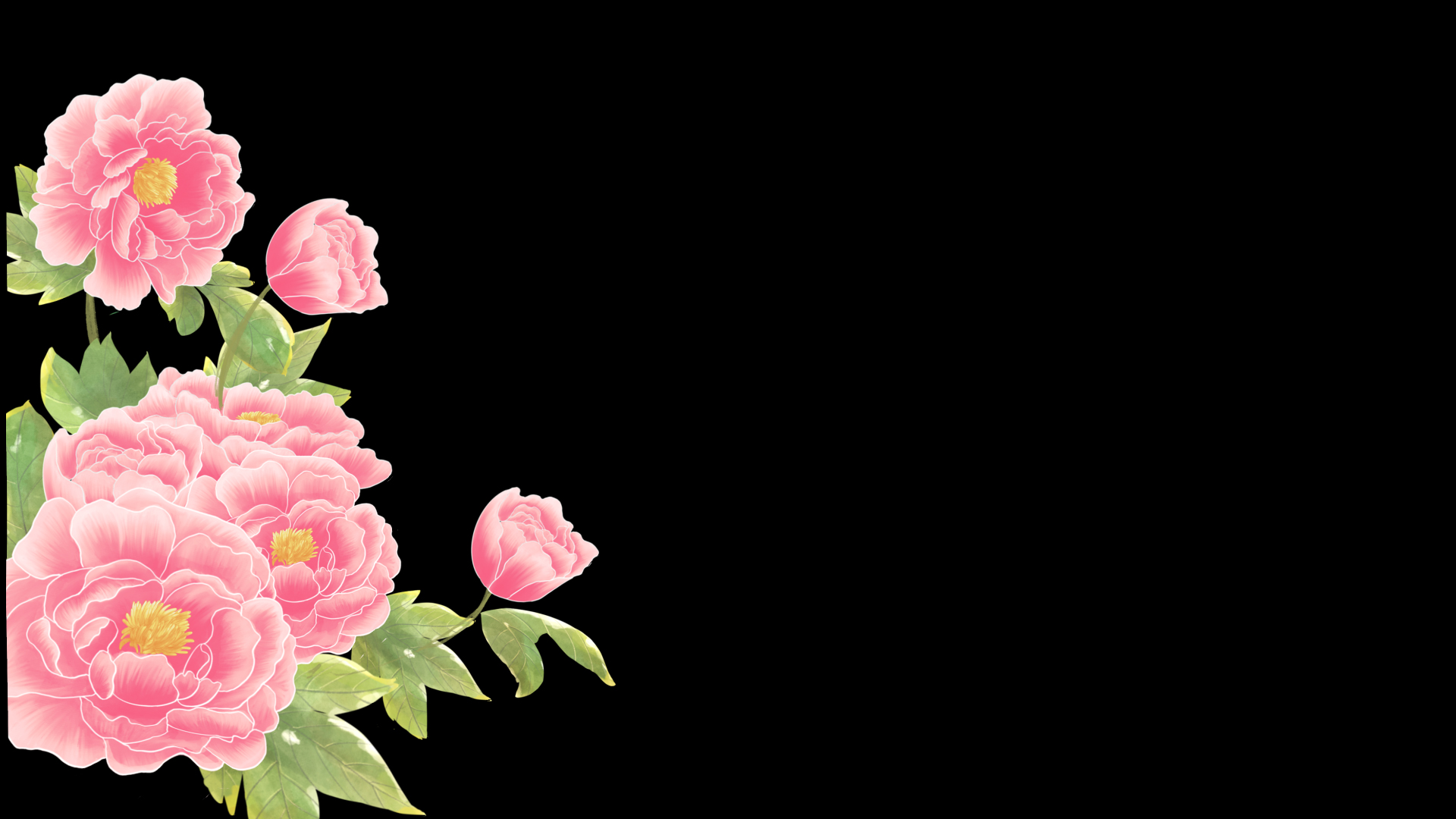 清新美丽的粉红色牡丹花朵花视频的预览图