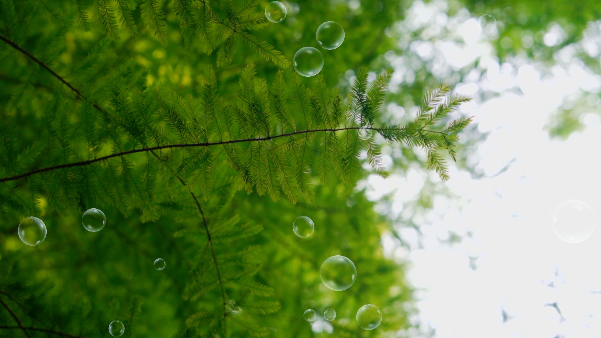 1080夏天唯美清新森林泡泡空镜创意合成实拍视频视频的预览图