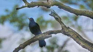 4K拍摄树枝上的乌鸦鸟儿视频的预览图