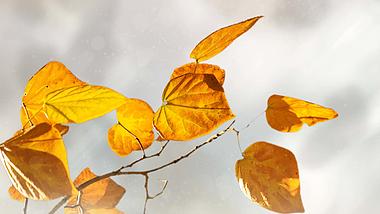 原创立秋节气秋天树枝叶片动态视频背景视频的预览图