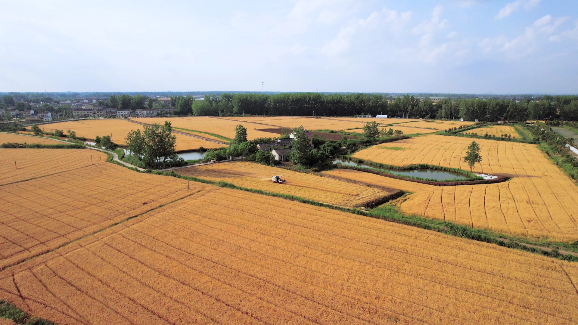 4K航拍农业丰收季节机械化收割小麦视频的预览图