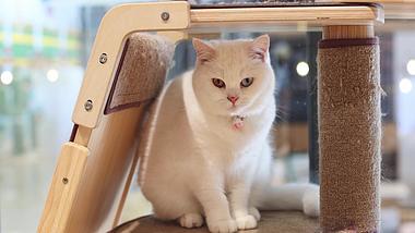 4K宠物猫动作呆萌可爱生活空镜头小猫视频的预览图