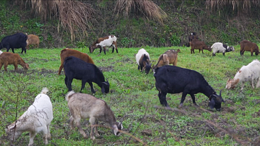 1080P实拍山羊羊群吃草牧羊农业养殖业视频的预览图