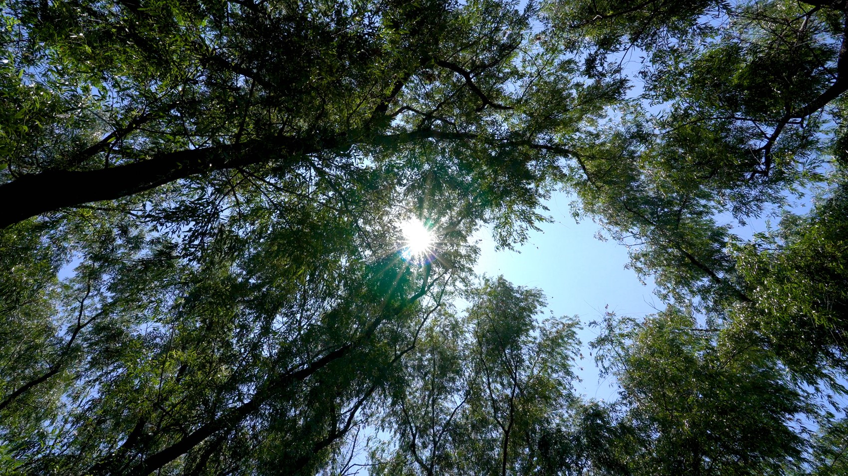 4k实拍夏天烈日阳光穿过树林植物视频的预览图