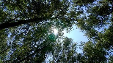 4k实拍夏天烈日阳光穿过树林植物视频的预览图