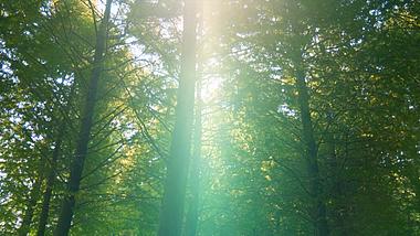 金色阳光透过树林唯美空镜实拍1080视频的预览图