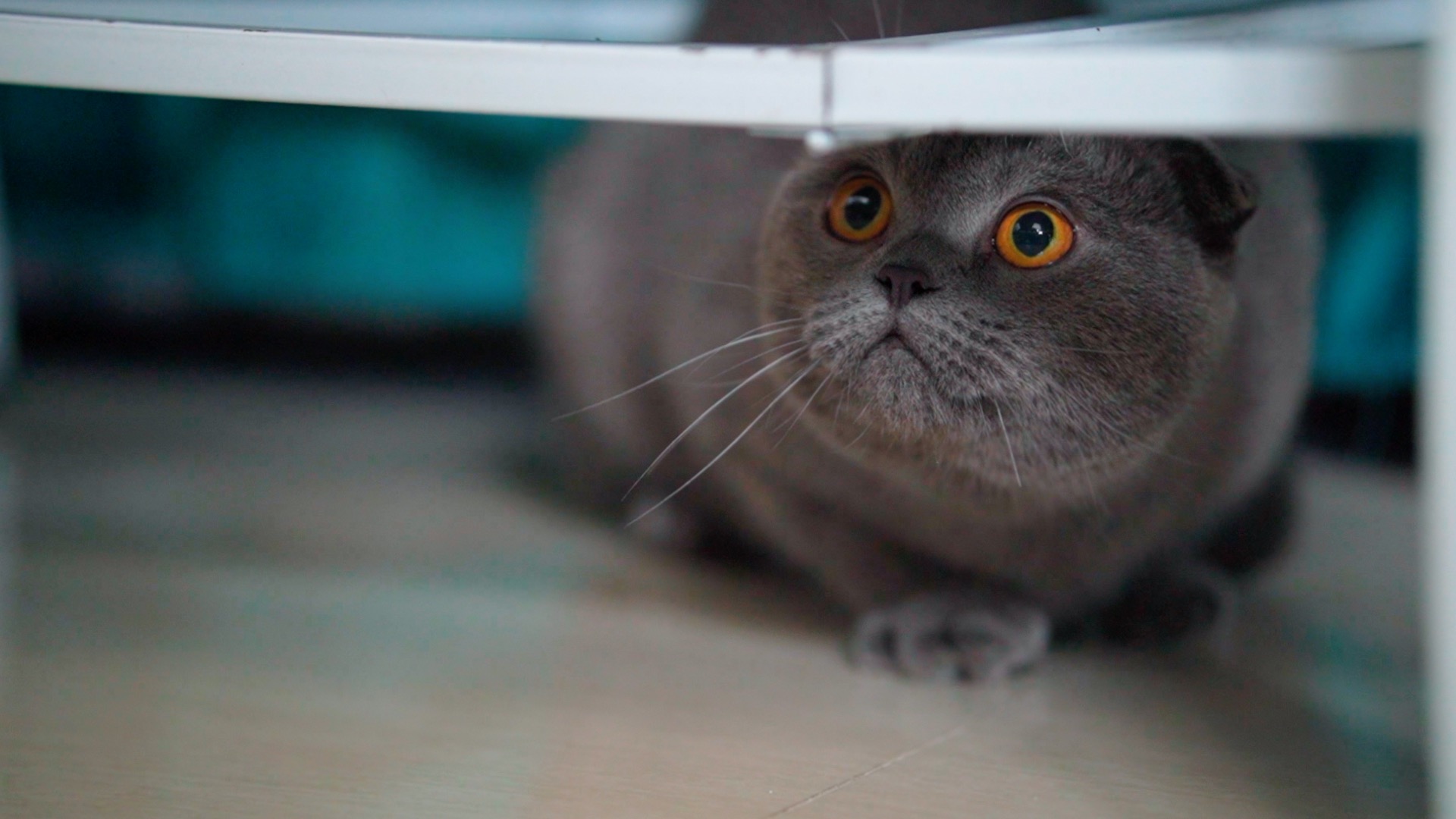 猫咪躲在桌底底下实拍视频1080视频的预览图