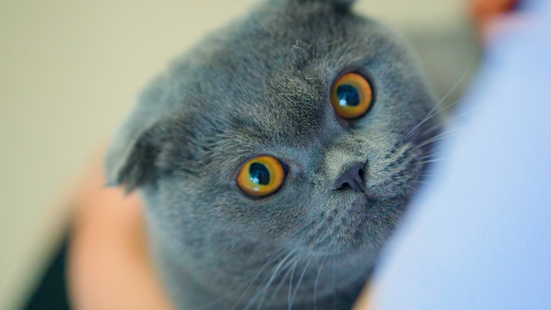 可爱猫咪眨眼卖萌实拍视频1080视频的预览图