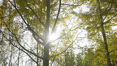 4K实拍秋天银杏林透过阳光视频素材视频的预览图