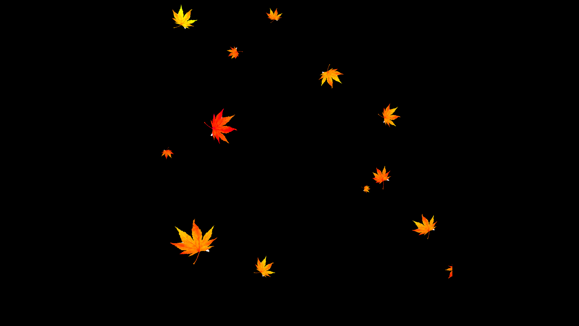秋天枫叶落叶漂浮视频的预览图