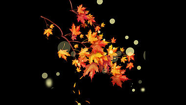 秋季光点枫叶掉落树枝落叶漂浮植物叶子视频的预览图