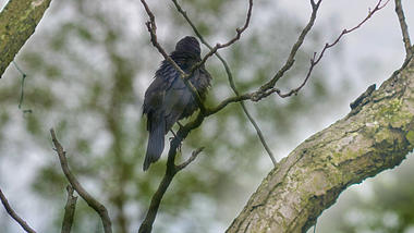 4K拍摄夏天树枝上栖息的鸟儿乌鸦八哥视频的预览图