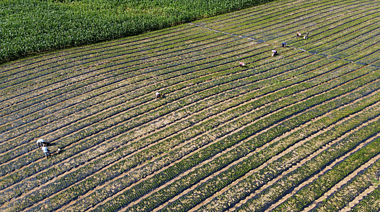 4K航拍劳动种植乡村农民种田播种空镜头视频的预览图