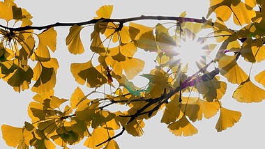 4K拍摄秋天银杏叶透光意境升格视频的预览图