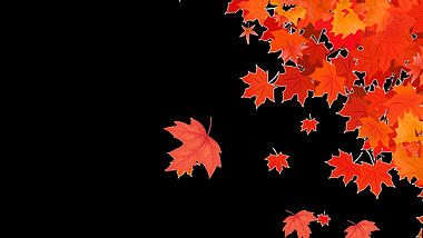 立秋秋分金红枫叶落下漂浮物视频的预览图