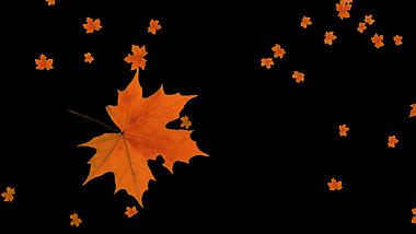 树叶飘落枫叶秋天秋季落叶视频的预览图