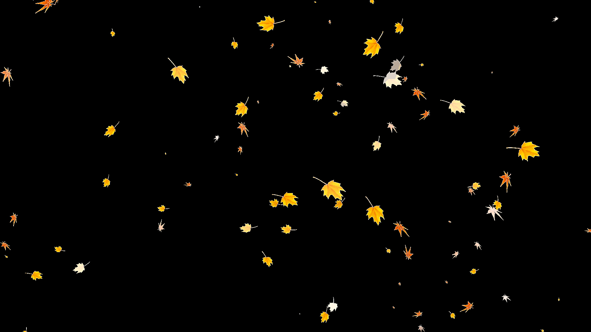 唯美清新枫叶飘落视频的预览图