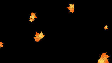 秋天秋季枫叶落叶漂浮视频的预览图