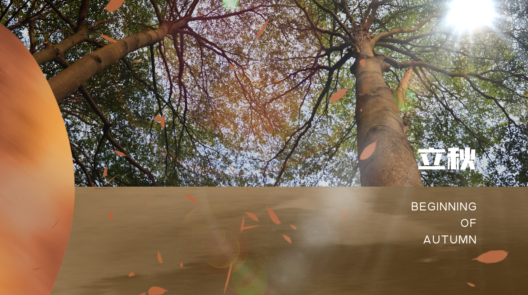 原创立秋树棕色渐变海报片头视频ae模版视频的预览图